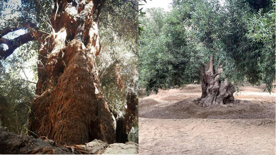 Olivos patrimonialies sudoliva oleo 5034