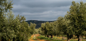 Castilla lamancha produccion olivos oleo 5030