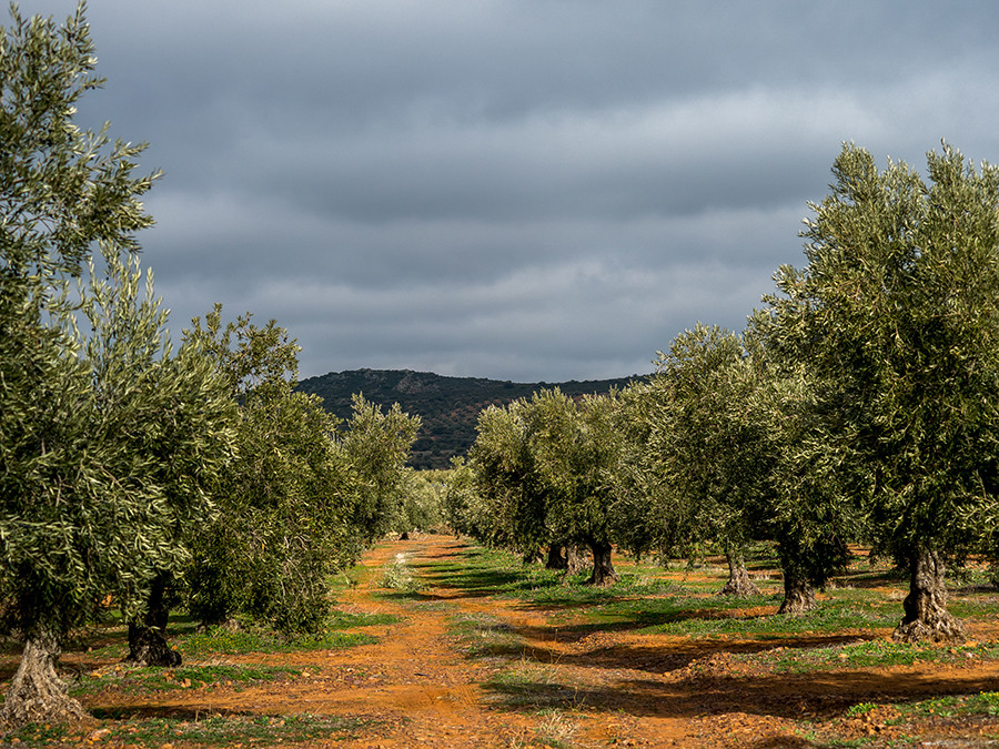 Castilla lamancha produccion olivos oleo 5030