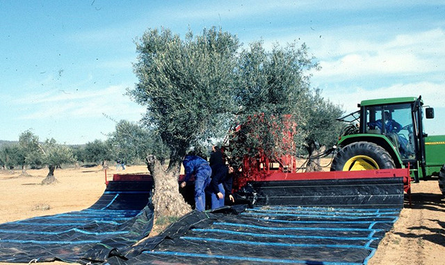 Olivo recogiendo aceitunas extremadura oleo 5023