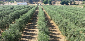 Extremadura olivo en seto 182 oleo 5017