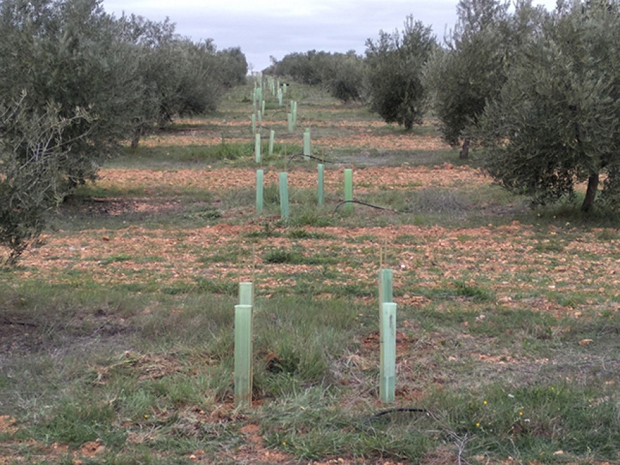 Seto plantado en calle del olivar agrettos oleo 182 5012