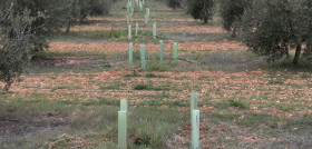 Seto plantado en calle del olivar agrettos oleo 182 5012