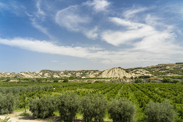 Basilicata igp aove eu oleo 4989