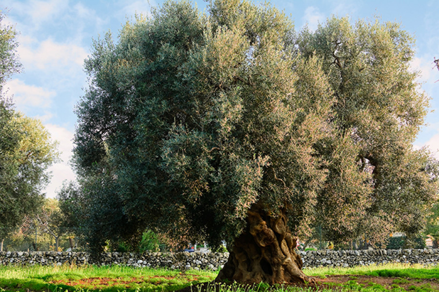 Mipaaf ayudas puglia oleo 4975