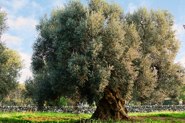 Mipaaf ayudas puglia oleo 4975