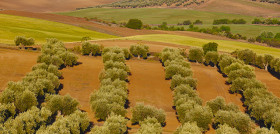Castilla lamancha olivar oleo 4987