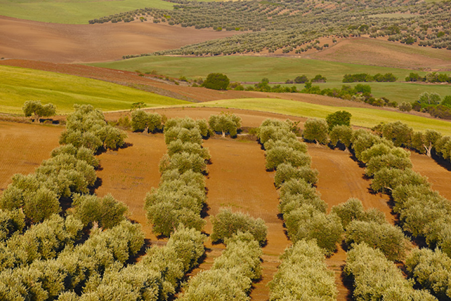 Castilla lamancha olivar oleo 4987