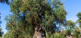 Xylella mipaaf puglia financiacion oleo 4957