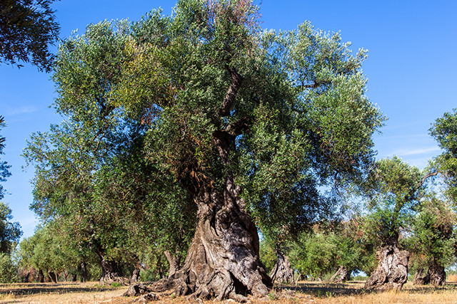 Xylella mipaaf puglia financiacion oleo 4957