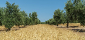 Cebada olivar cruzcampo oleo 4952