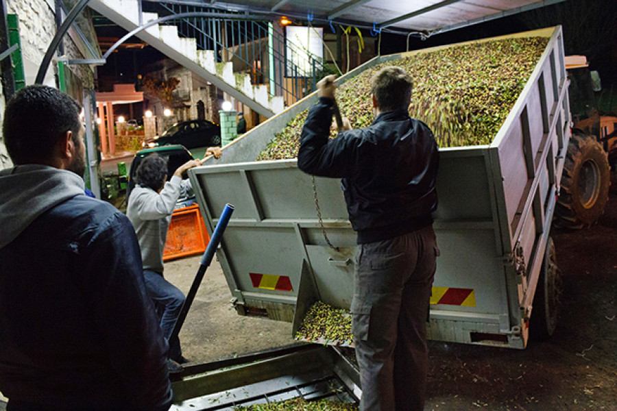 Ayudas renovacion camiones olivarero oleo