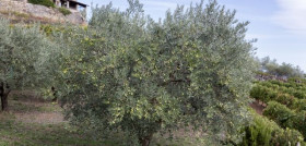 Olivos francia provenza afidol oleo