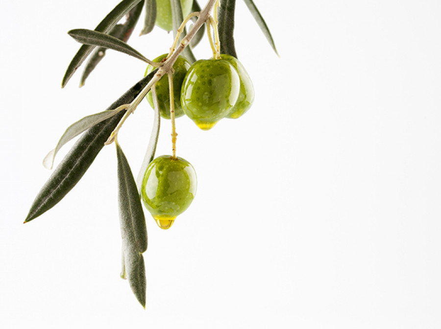 Otras variedades olivo web 180