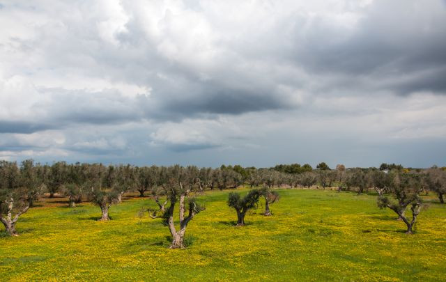 Xylella fastidiosa estudio estimacion plaga ponte oleo