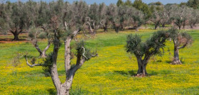 Xylella olivar salento italia efsa covid19 oleo