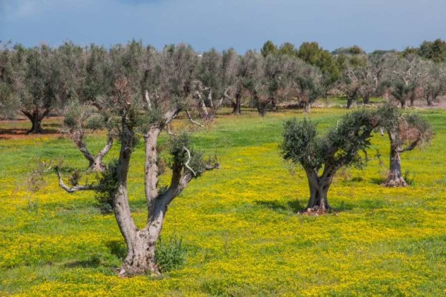 Xylella olivar salento italia efsa covid19 oleo