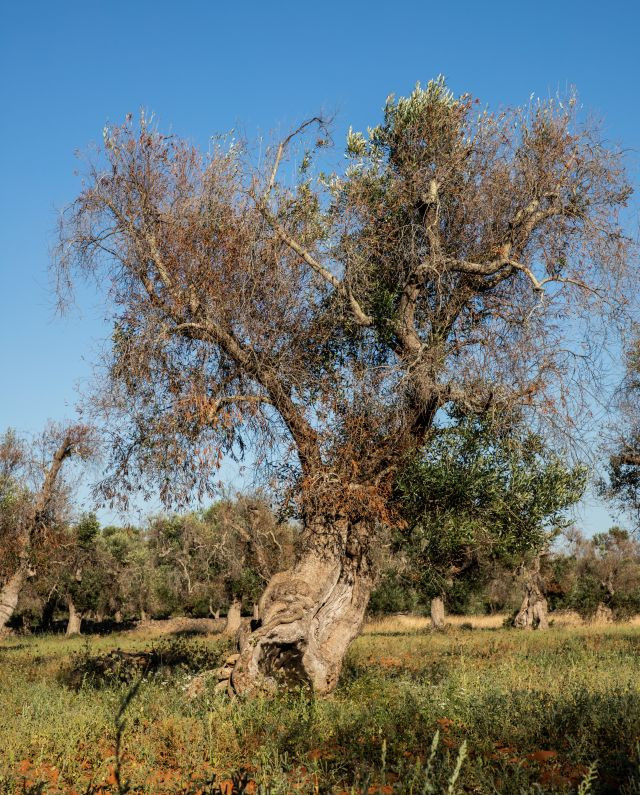 Xylella fastidiosa italia mipaaf covid19 oleo