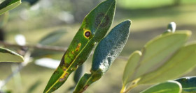 Hojas olivo enfermedades covid19 oleo
