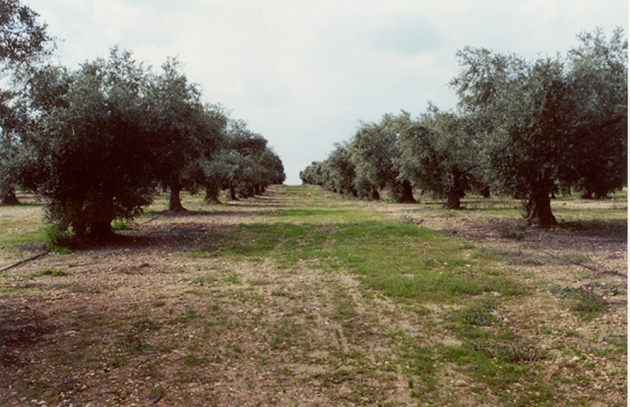 Olivar extremadura estudios oleo180 web