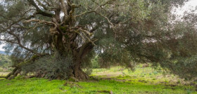 Olivos milenarios covid19 oleo