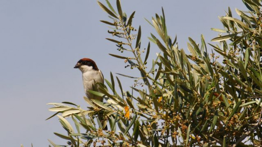 Aceites oliva espana dia medioambiente 2020 covid19 oleo