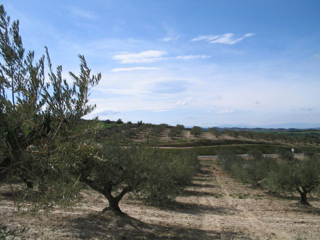 Olivarnavarra