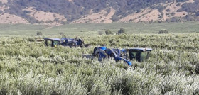 Chile olivos agroindustria covid19 oleo