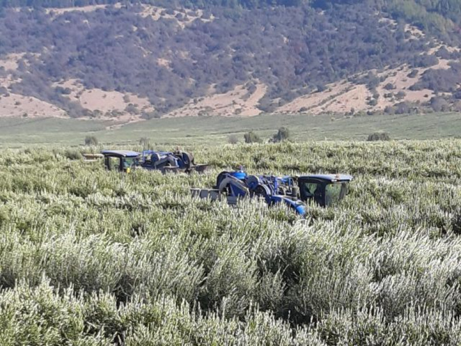 Chile olivos agroindustria covid19 oleo
