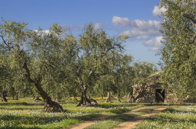Apulia mipaaf regeneracion italia covid19 oleo