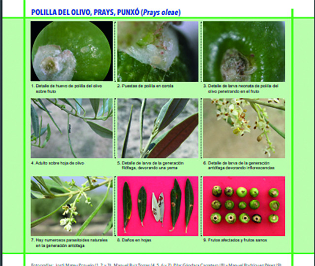 Olivar prays polilla raif covid19 oleo2