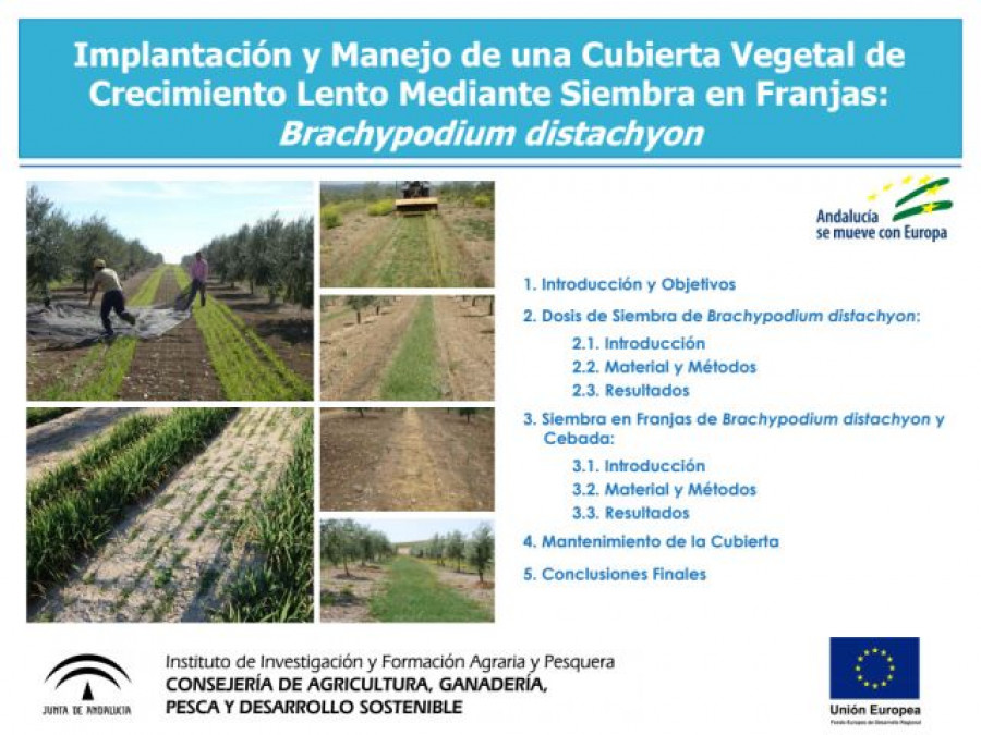 Servifapa manejo franjas olivar covid19 oleo