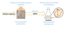 Produccion aceite microbi imdea covid19 oleo