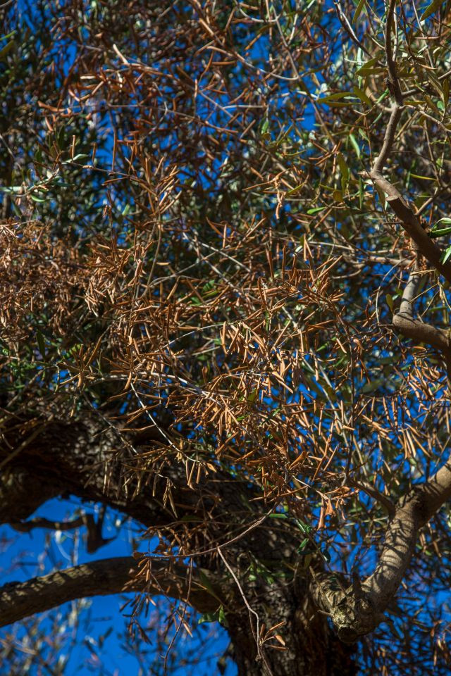 Xylella fastidiosa ponte estudio covid19 oleo