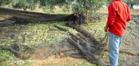 Agricultor olivar covid19 oleo