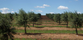 Olivo portugal produccion oleo