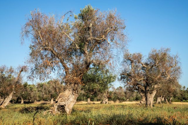 Xylella salento afectada olivar oleo
