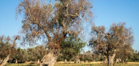 Xylella salento afectada olivar oleo