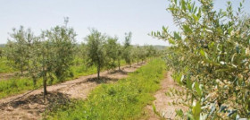 Olivo cubierta  vegetal oleo