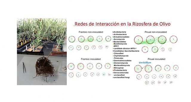 Rizomas raices olivo ias ceia3 oleo