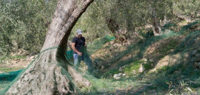 Agricultor pac olivar oleo