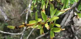 Xylella estudio ponte oleo