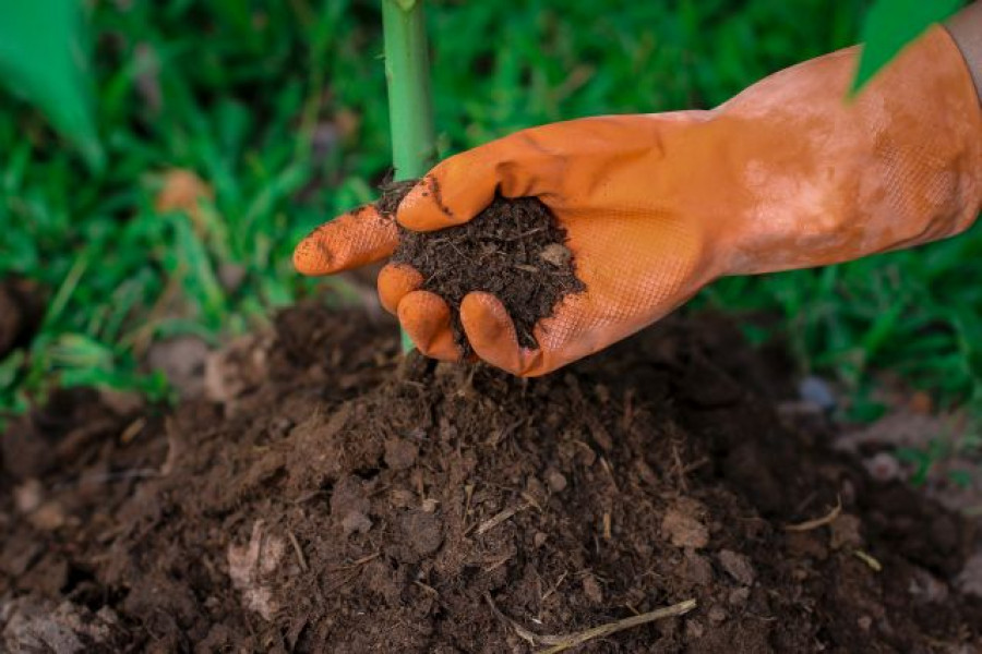 Fertilizantes caae une oleo