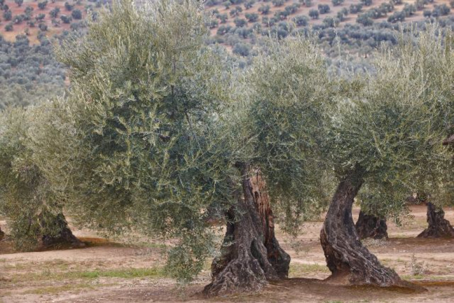 Olivar andalucia cambio climatico oleo