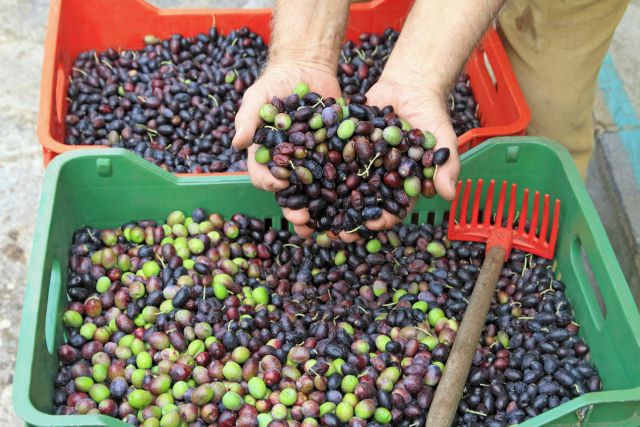 Aceituna olivar sanidad vegetal oleo