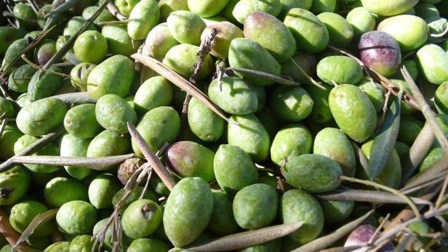 Olivas olivar oleo