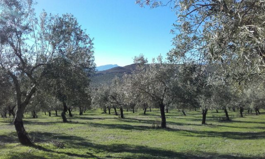 Castillocanena oliva biferoliva oleo