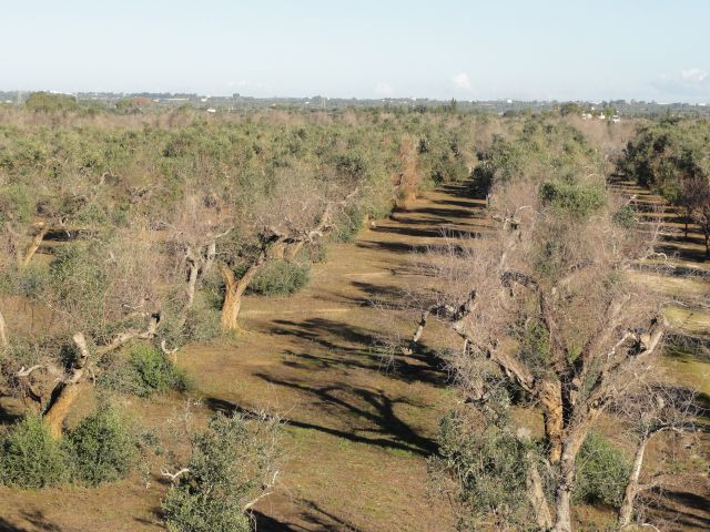 Xylella valencia ayudas oleo