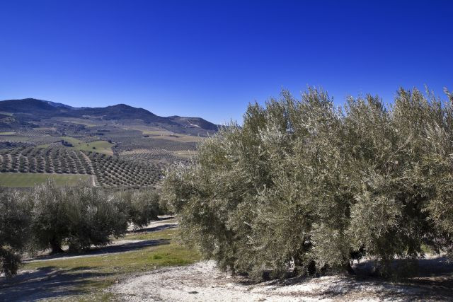 Olivar granada fitosanitarios oleo