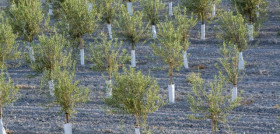 Olivicultura andalucia oleo